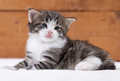 Svolvaer - 4 weeks old