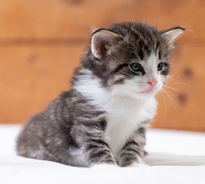 Svolvaer - 4 weeks old