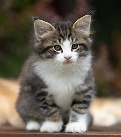 Svolvaer - 7 weeks old