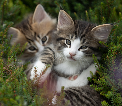 Svolvaer - 7 weeks old