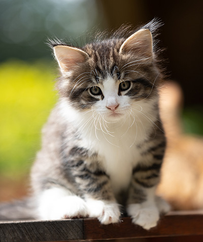 Svolvaer - 7 weeks old