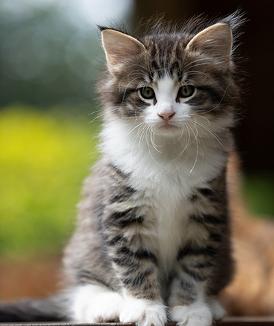 Svolvaer - 7 weeks old