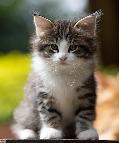 Svolvaer - 7 weeks old