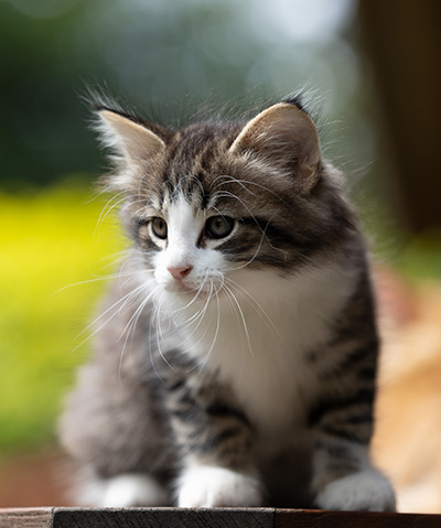 Svolvaer - 7 weeks old