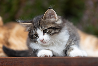 Svolvaer - 7 weeks old