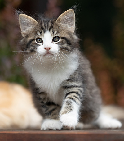 Svolvaer - 7 weeks old