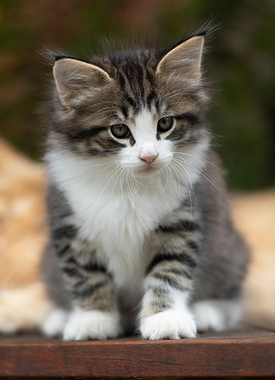 Svolvaer - 7 weeks old