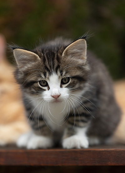 Svolvaer - 7 weeks old