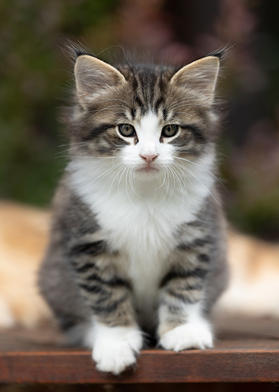 Svolvaer - 7 weeks old