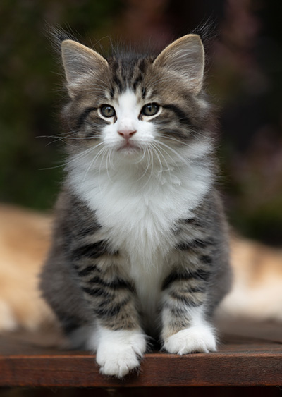 Svolvaer - 7 weeks old