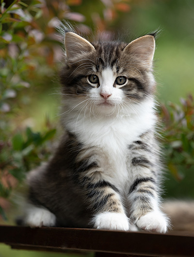 Svolvaer - 7 weeks old
