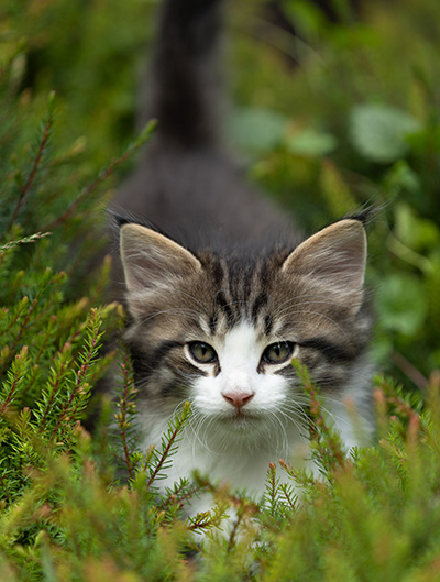Svolvaer - 7 weeks old
