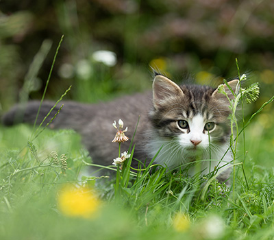 Svolvaer - 7 weeks old