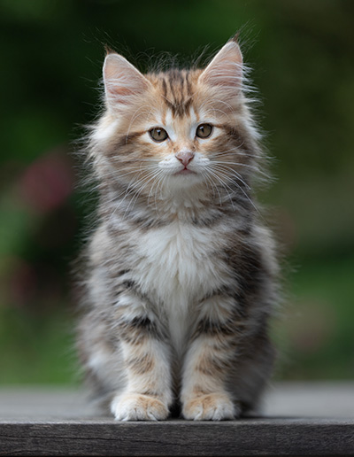 Xanthia - 10 weeks old