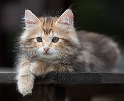 Xanthia - 10 weeks old
