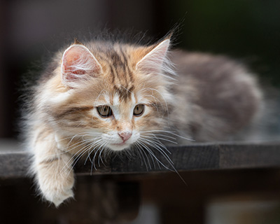 Xanthia - 10 weeks old