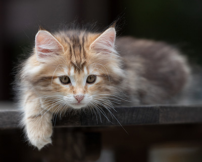 Xanthia - 10 weeks old