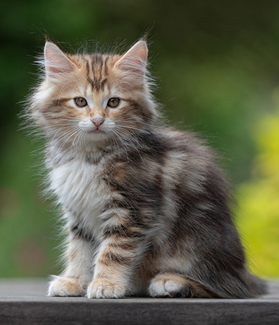 Xanthia - 10 weeks old