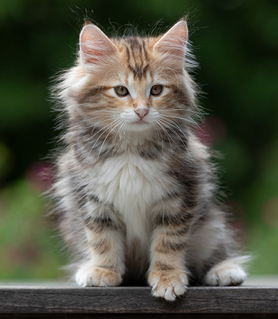 Xanthia - 10 weeks old
