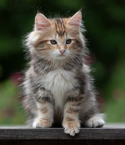 Xanthia - 10 weeks old