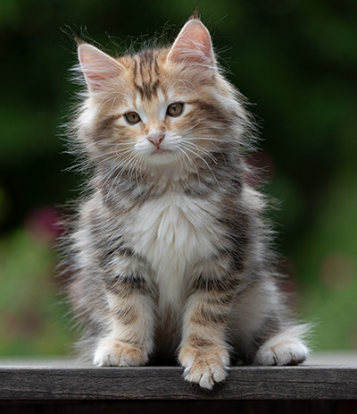 Xanthia - 10 weeks old