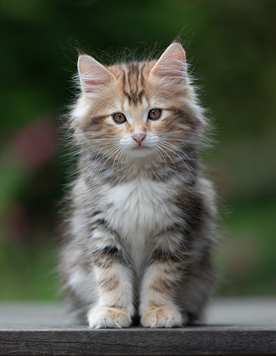 Xanthia - 10 weeks old