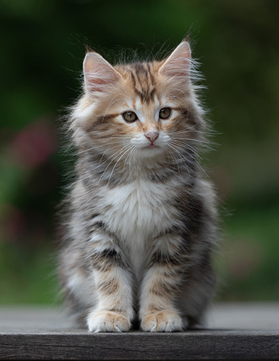 Xanthia - 10 weeks old