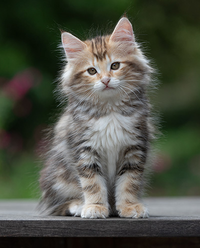 Xanthia - 10 weeks old