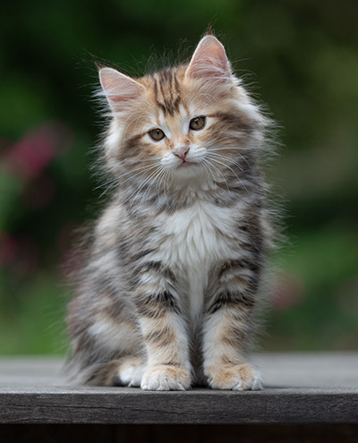Xanthia - 10 weeks old