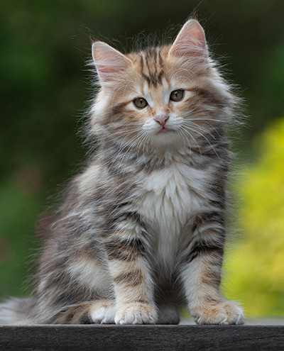 Xanthia - 10 weeks old