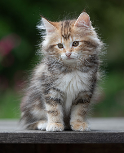 Xanthia - 10 weeks old