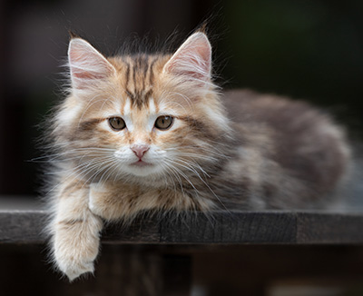 Xanthia - 10 weeks old