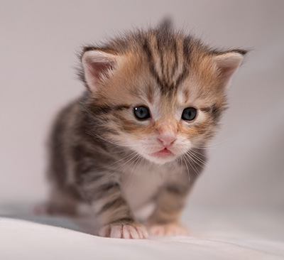 Xanthia - 3 weeks old