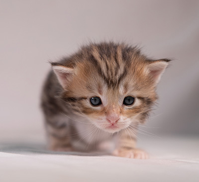 Xanthia - 3 weeks old