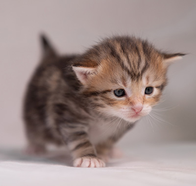 Xanthia - 3 weeks old