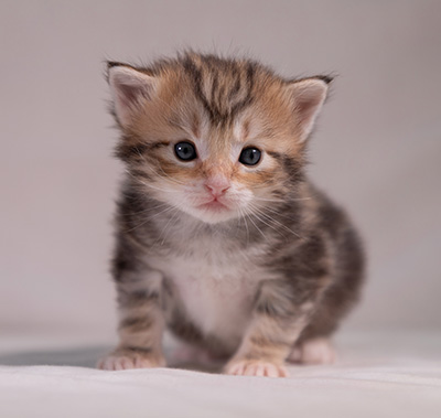 Xanthia - 3 weeks old