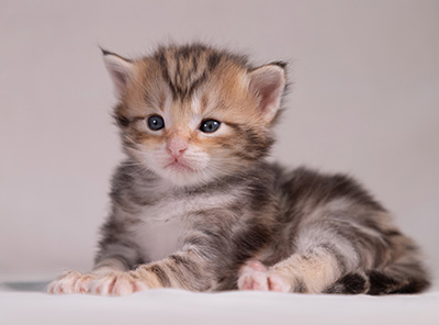 Xanthia - 3 weeks old