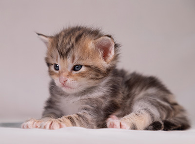 Xanthia - 3 weeks old