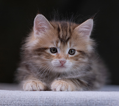 Xanthia - 7 weeks old