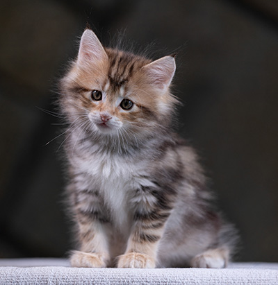 Xanthia - 7 weeks old