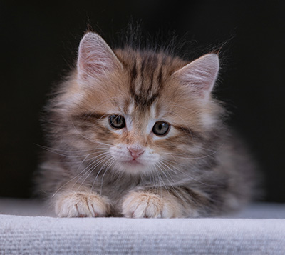 Xanthia - 7 weeks old