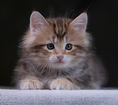 Xanthia - 7 weeks old