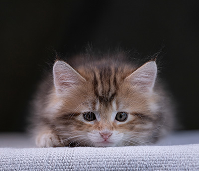 Xanthia - 7 weeks old