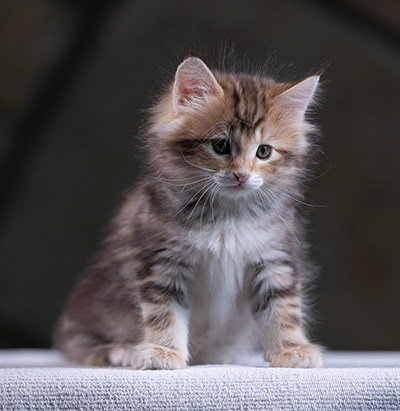 Xanthia - 7 weeks old