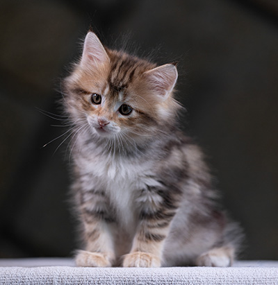Xanthia - 7 weeks old
