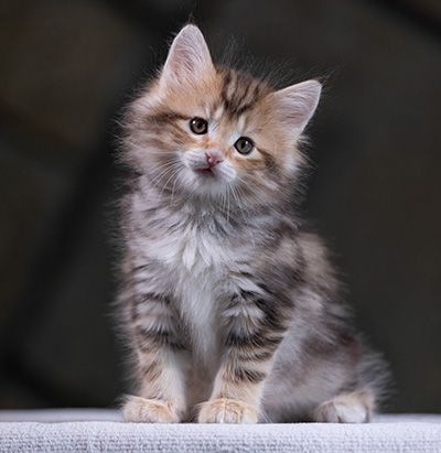 Xanthia - 7 weeks old