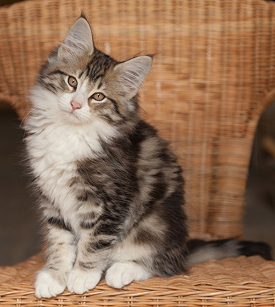 Jacek - 12 weeks old