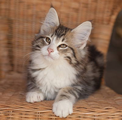 Jacek - 12 weeks old