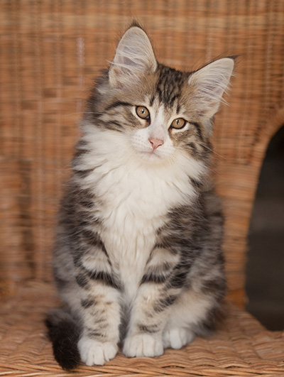 Jacek - 12 weeks old