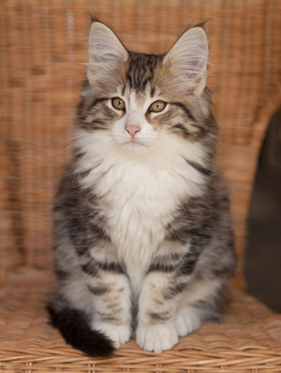 Jacek - 12 weeks old